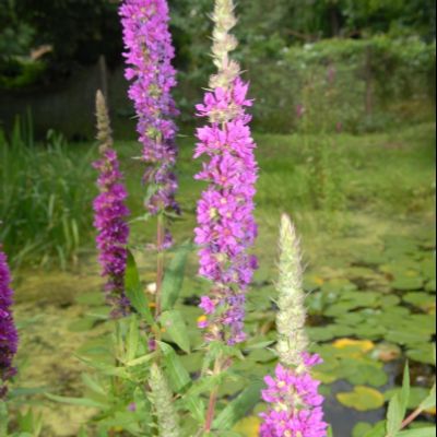 Flowers in the pond